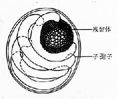 cryptosporidium_oocyst.jpg (8898 ֹ(ji))